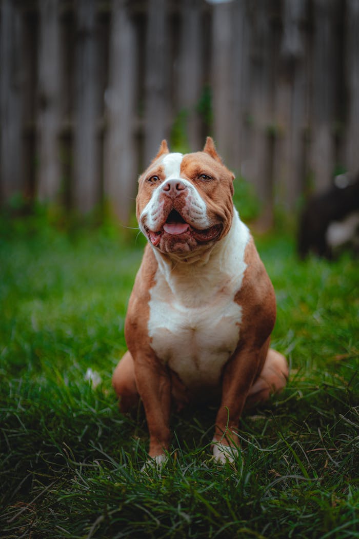 A brown American Bully dog sitting on grass in a backyard, tongue out, with a wooden fence backdrop.