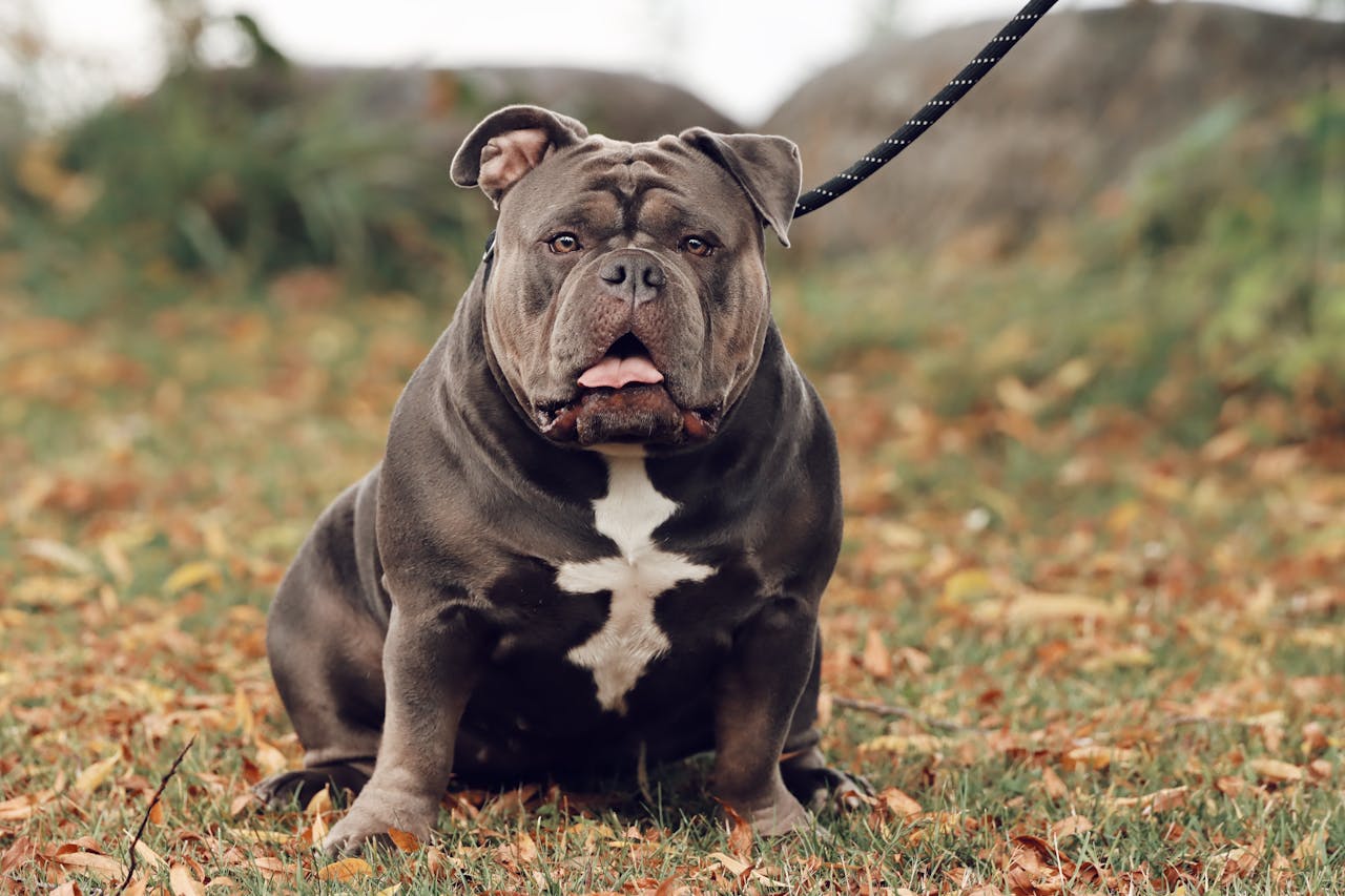 A striking American Bully sits outdoors on an autumn day in Jönköping, Sweden.